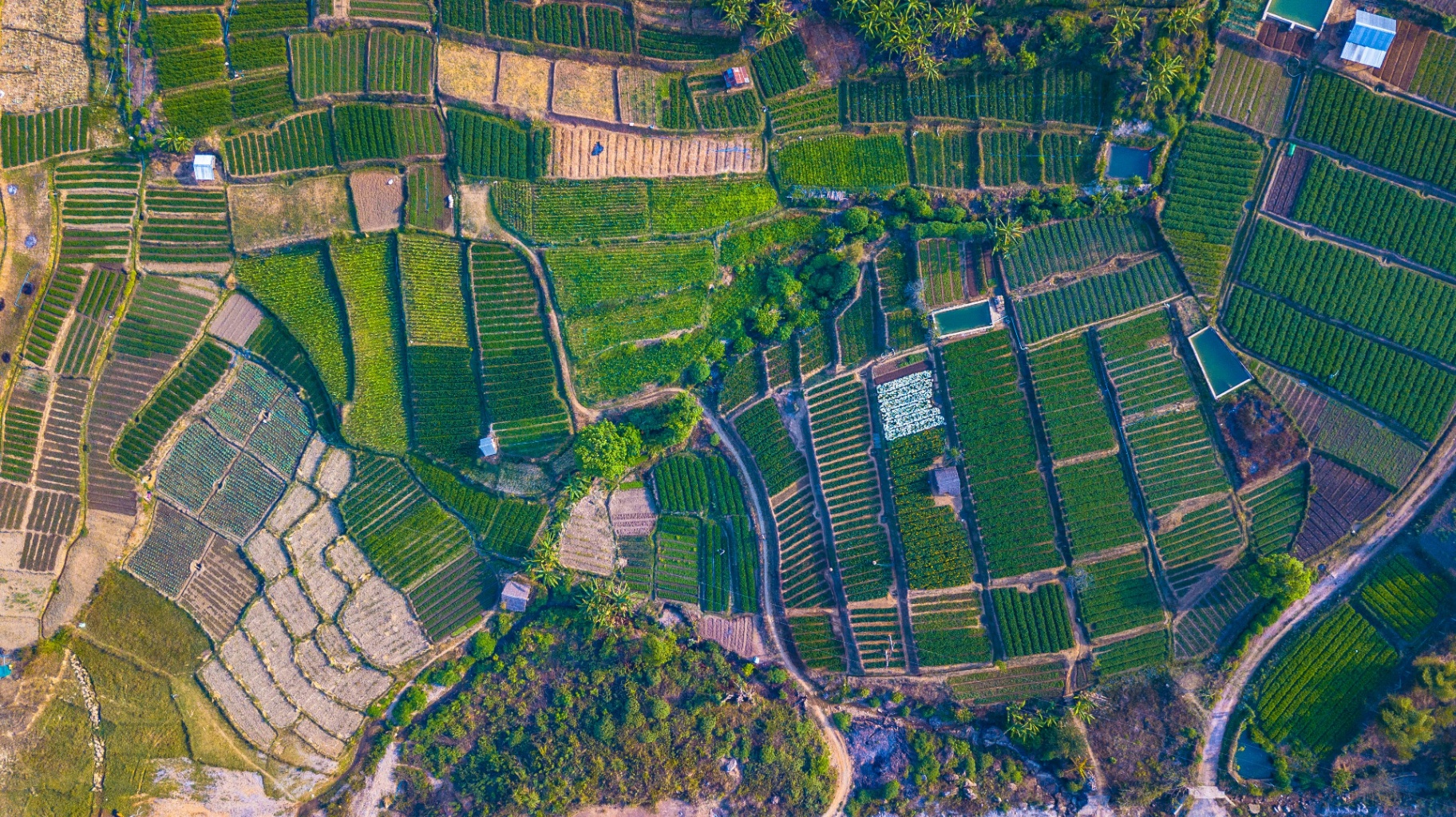 Satellite view of agricultural farmland